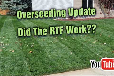 What Is Rhizomatous Tall Fescue (RTF)?  Fall Overseed UPDATE!