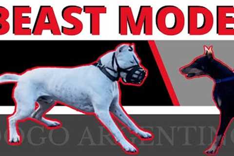 Powerful Dogo Argentino Growls at Mom! - Learn ways to deal with this.