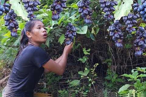Wild black grapes for snack - Survival solo in jungle