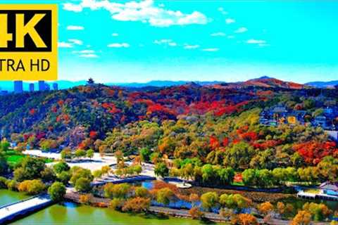 Aerial photography of a city's autumn, natural scenery, red leaves, lake water and sunshine 4K HD