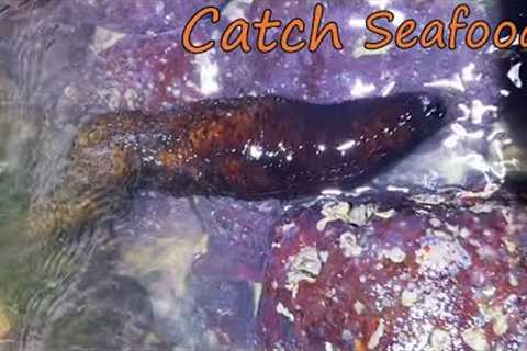 Fisherman catches sea cucumber, crab and shellfish on the beach. Coastal foraging. Catching seafood.