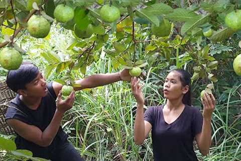 Catch fish and pick natural guava fruit - Guava fruit with salt chili Eating in jungle