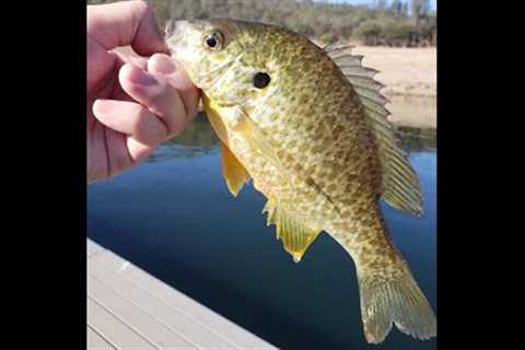 Collins Lake Fishing for Bass, Bluegills and Crappie