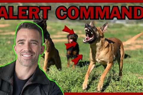 How to Train Your Dog to Alert on Command.