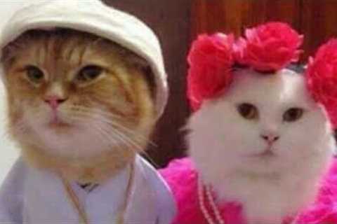 BEST FUNNY CATS COMPILATION 2022😂Best Of The FUNNIEST Cats Videos😂#2022 #cat #cute