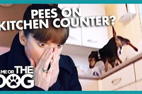 Victoria Shocked by Dog Peeing on MICROWAVE | It's Me or The Dog