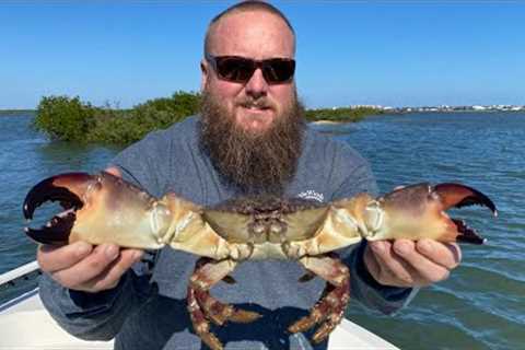 Catching $100’s of dollars of STONE CRAB! Catch, Clean, Cook