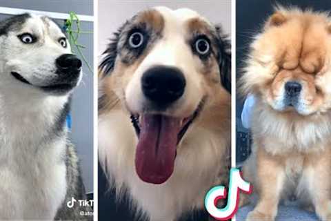 Funniest DOGS &amp; Cutest PUPPIES! 🐶 (Best DOGS Compilation) 🐶