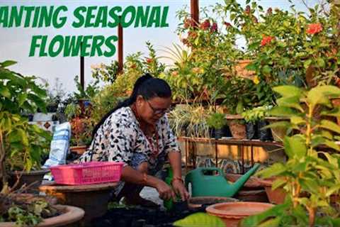 Planting Seasonal Flowers I Winter Plants for Garden I Winter Plant for Outside I Nepali Gardening