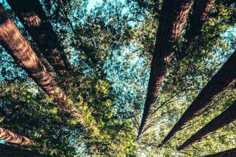 Top 10 Ways the World Has Become More Sustainable