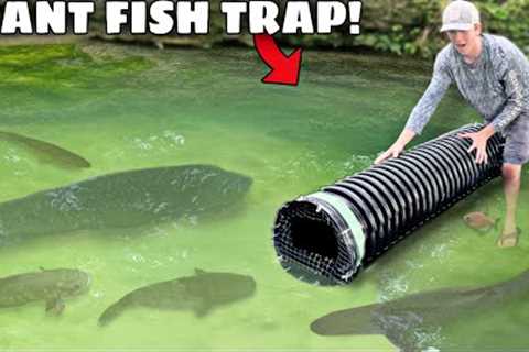 TRAPPING GIANT PIRANHAS in My POND!