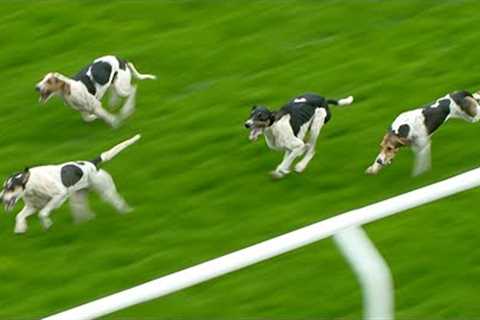 Incredible scenes at Carlisle! Hounds jump to it in trail race and produce epic finish - Racing TV