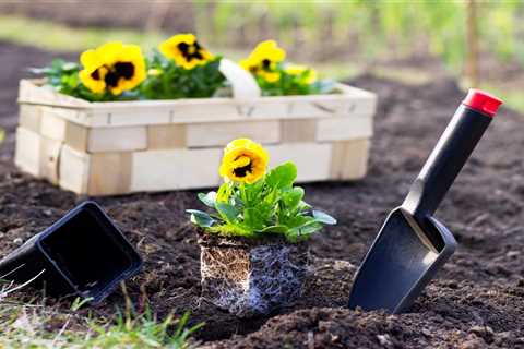 How to Grow and Care For Pansies