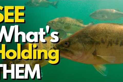 INCREDIBLE Underwater Footage of Fall Bass | Bass Fishing Tips