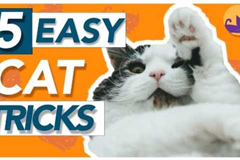 5 EASY Tricks to Teach Your Cat - HOW TO Train Your Cat!