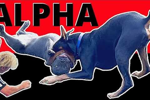 Out of Control Pitbulls get Pinned by Prince - Rough and Tumble Session.