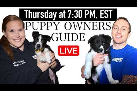 7 Things Puppy Owners Need To Know - Puppy Owners Guide