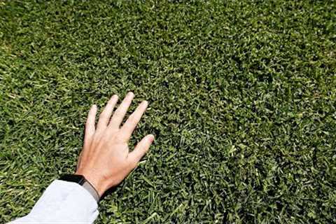 How To Use Plant Growth Regulator for a THICK Lawn
