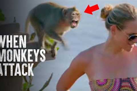 How to Survive the Monkey Gangs of Japan