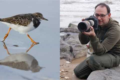 Bird Photography Tips on the Beach - How to Photograph Running Turnstones (Using Manual &amp; Auto..