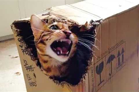 😹 You Definitely Laugh, I Believe In It 😇 - Funniest Cats Expression Video 😇- Funny Cats Life