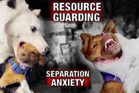 How I’m Keeping Our Dog from Killing our Puppy! (resource guarding, separation anxiety and…)￼
