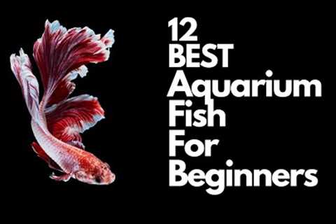 Top 12 Aquarium Fish For Beginners 🐠