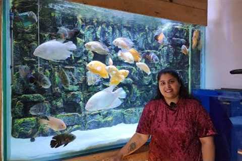 Show Fish Tanks at Blessings Aquarium