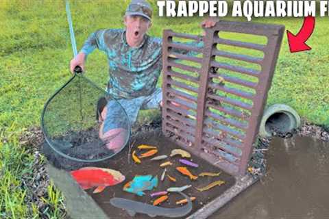 Netting Aquarium Fish TRAPPED in SEWER!