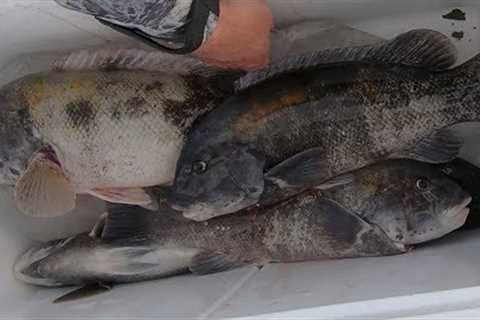 Catch and Cook - Easy Healthy Recipe for Any Fish!