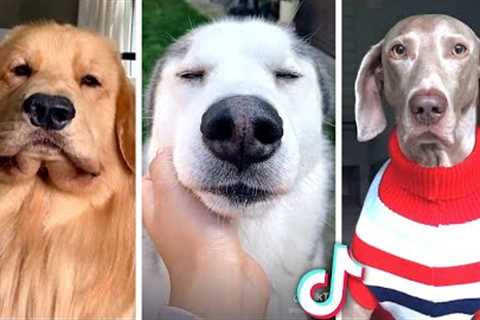 Funniest DOG Videos 2022 😂 The Best PUPPY Videos! 🐶