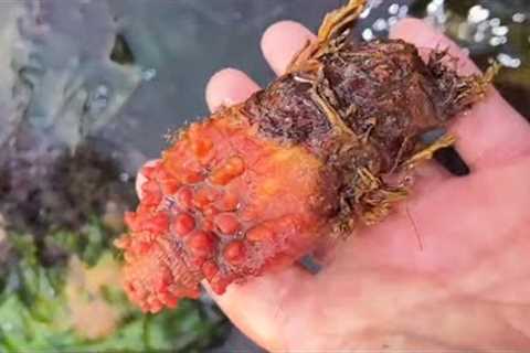 Fisherman catches sea ​​anemone, crab and shellfish on the beach. Catching seafood.