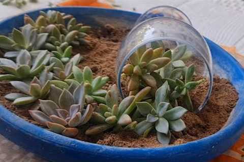 DIY||Succulent dish garden idea||Explore your hobbies!!!