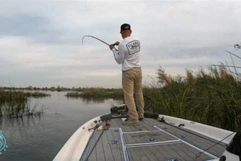 Fall Striped Bass Fishing the CA Delta for 3 DAYS