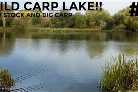 FISHING FOR HUGE CARP IN A PUBLIC LAKE (carp fishing)
