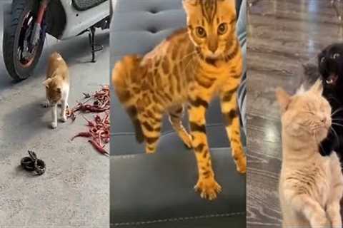 Funniest Animals Video | Best Cats Video 2022 | funny cat videos | Funny Animals | animal kids joy