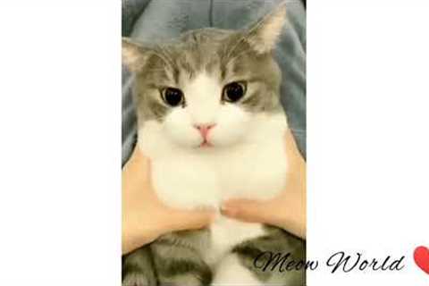 Cat cat funny Video Compilation | funny clips | Compilation #cat #funny #love #youtube #compilation