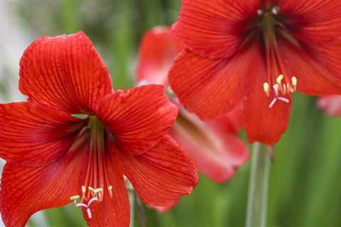 14 Best Christmas Flowers and Plants