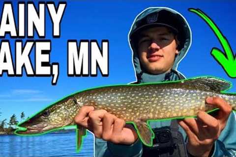 Rainy Lake Northern Pike Fishing ! (Minnesota)