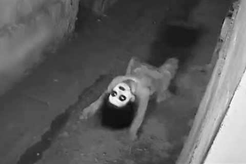CCTV Captures What No One Was Supposed To See