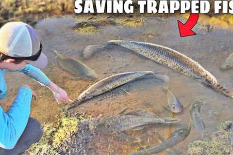Saving Fish TRAPPED in MUD!
