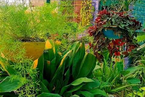 November overview of my rooftop garden||Explore your hobbies!!!