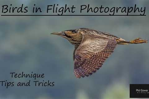 Birds in Flight Photography: Techniques, Tips and Tricks