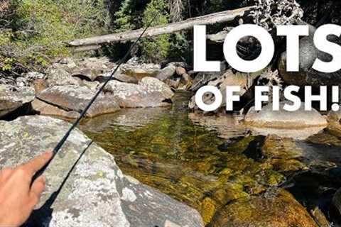 Mountain Creek Fishing Doesn't Get Much Better Than This (Tenkara Fly Fishing)