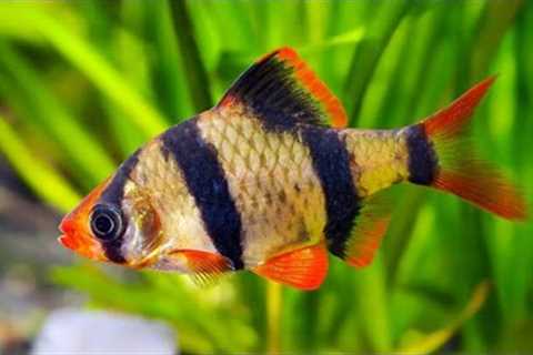 Top 10 Community Fish!