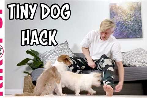 Tiny Dog Training Hack - for dog tricks