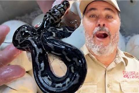 WHATS IN THE EGG (World's RAREST Snake Born 📦)