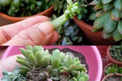 How to Successfully propagate Succulents/A Simple Care Tips for Beginners/Verities of Succulent.