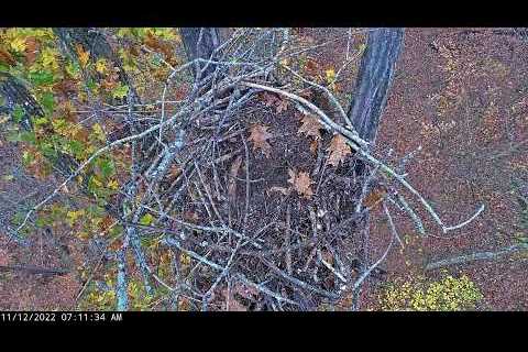 Dale Hollow Eagle Camera Live Stream