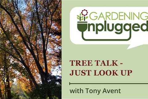 Gardening Unplugged - Tree Talk - Just Look Up, with Tony Avent